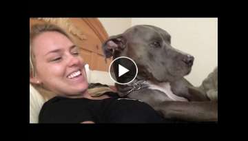 TRYING TO AWAKEN AN ADULT PIT BULL BY KISSING