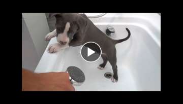 Pitbull Puppy's First Bath