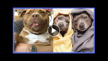 WHICH PITBULL DOG IS YOUR FAVOURITE?