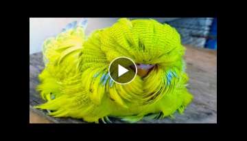 20 Most Unique Birds in the World