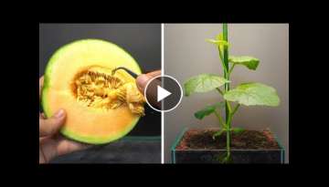 Growing Melon From Seed - 50 Days Time Lapse