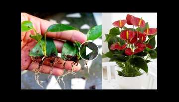 How to grow anthurium from leaf with 100% success