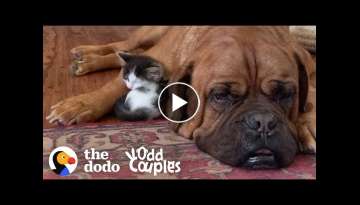 135-Pound Mastiff Becomes Obsessed With A Tiny Kitten | The Dodo Odd Couples