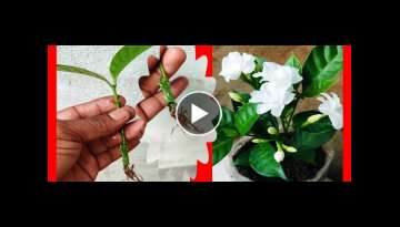 How to grow purne jesmine from cutting ! hormone mix aloe vera ?