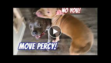 Cutest Pitbulls See Their Owner After Being Gone For 3 Days!