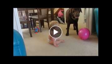 Baby laughing at dog playing with a balloon!