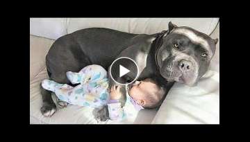 CUTE Nanny Dogs and Babies | Funny Dog loves Baby