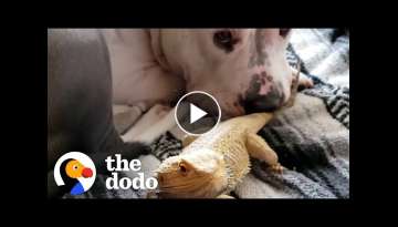 Pittie Looking For A New Best Friend, Meets A... What?! | The Dodo Odd Couples