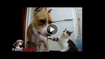 Pitbull Playing With Cats - Pitbull Vs Cat and Kittens Compilation 2017