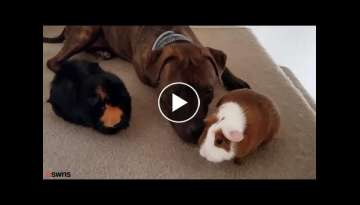 Pit Bull Mix Unlikely Best Friends With Guinea Pig Sisters