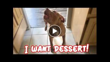 Pitbull Puppy Talking For Dessert! Too Cute!