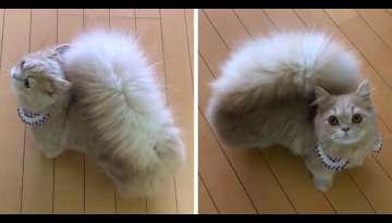 Meet Bell, The Cat With Squirrel-Like Tail