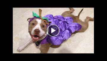 Pitbull Dogs And Puppies - A Funny Videos And Cute Videos Compilation