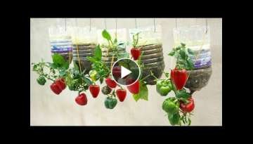 Unique and fancy way to grow Bell Pepper, lots of fruit and easy