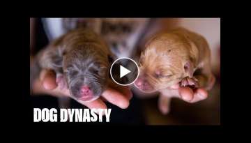 Hulk’s Pitbull Puppies Fight For Survival | DOG DYNASTY