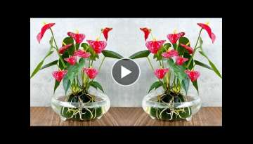 Super-flowering Red Anthurium. Grow in water with simple method