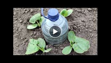 How to Make Drip Watering from a Bottle. Everything Ingenious is Simple