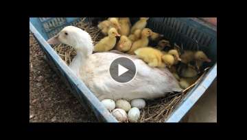 Amazing Pekin Duck Hatching - Baby Ducklings Hatched