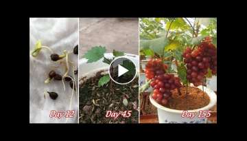 Tips for growing grapes from seeds for gardeners | how to grow grapes from seeds