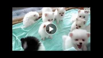 Cutes dogs | Cutest dog in the world | Cute dogs clips