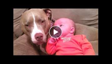 Funny And Cute Pitbull Dogs Love Babies Compilation