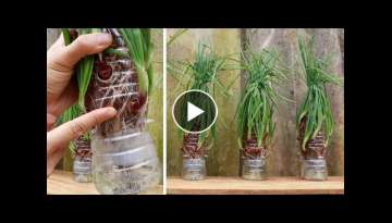 Growing green onions in recycled plastic bottles - No watering required