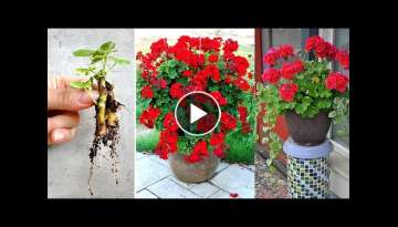 Breeding Pelargonium hortorum flowers, the simple way to make your garden gorgeous