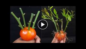 How To Grow Lemon Tree Small Cuttings In A Tomato
