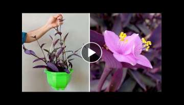 How to grow Tradescantia plant with water, medicinal uses, originating from Gulf Mexico