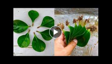 Simple way to propagate baby rubber plant (peperomia) | Gardening With Johnson Engleng