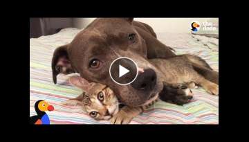 Pit Bull Dog, Cats, and Rats Siblings Make the Perfect Family | The Dodo