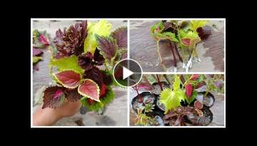 How To Grow Coleus Plant from Cuttings - 8 Varieties of Coleus