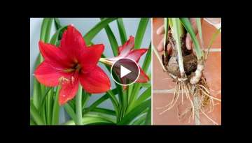 Unique Amaryllidaceae red lily plant idea and great ending