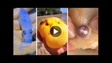 Skilled Asian Fishermen Catching Sea Creatures and Seafood #1 | Foraging squid, puffer fish, pear...
