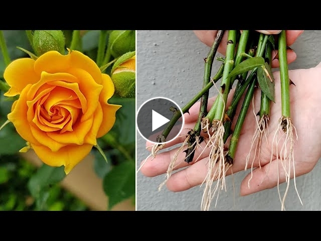 How to Propagating Roses by Sand, Grow Roses From Cuttings Fast and Ea