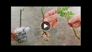 New idea | How to grow roses from cuttings in baby diapers
