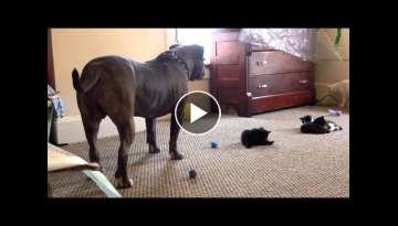 Kitten sees a 100 lb pitbull for the first time, Manny Der APBT