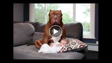 Dogs protecting Babies when Babies is in danger - Dog and Babies Are Best Friend