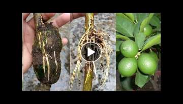 How to grow lemon tree from cuttings - lime tree propagation - Best Way to grow lemon tree