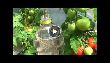 Plastic Bottle Drip Water Irrigation System with rope Very Simple and Fast