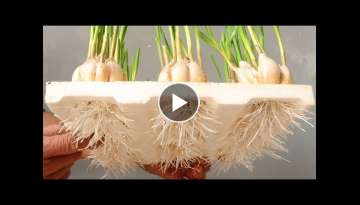 Excellent idea | Hydroponic Garlic Onion Cultivation at Home for Beginners