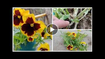 Pansy care during Summer, saving pansy for next winter