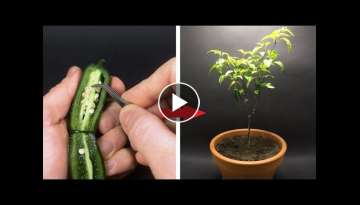 Growing Jalapeno Time Lapse - Seed to Fruit in 126 Days