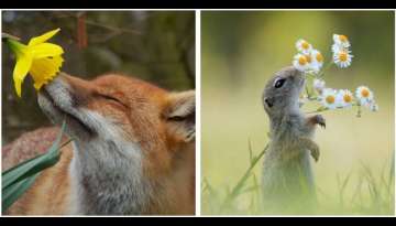 20 Cute Pics Of Animals Sniffing Flowers That Will Definitely Melt Your Heart