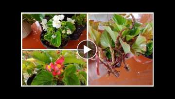 How To Care Begonia | How To Grow Begonia From Cuttings
