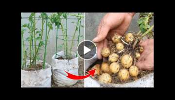 How to grow potatoes at home for many tubers without a garden