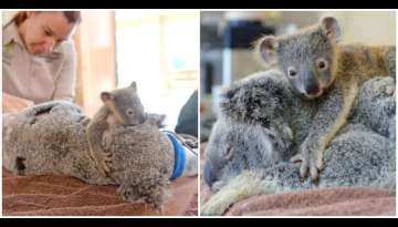 Baby Koala Refuses To Leave His Mom For A Second During Her Life-Saving Surgery