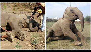 Elephant Who Was Blinded And Abused By Her Owners For Decades Finally Got Saved