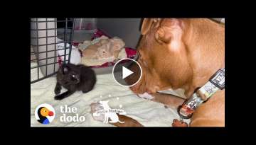 Runt Pittie Puppy Grows Up To Be Obsessed With Kittens | The Dodo Pittie Nation