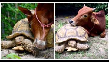 Rescued Baby Cow And Giant African Spurred Turtle Lay Trust In Each Other And Build An Inseparabl...